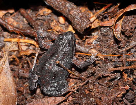 Image of Eastern Smooth Frog