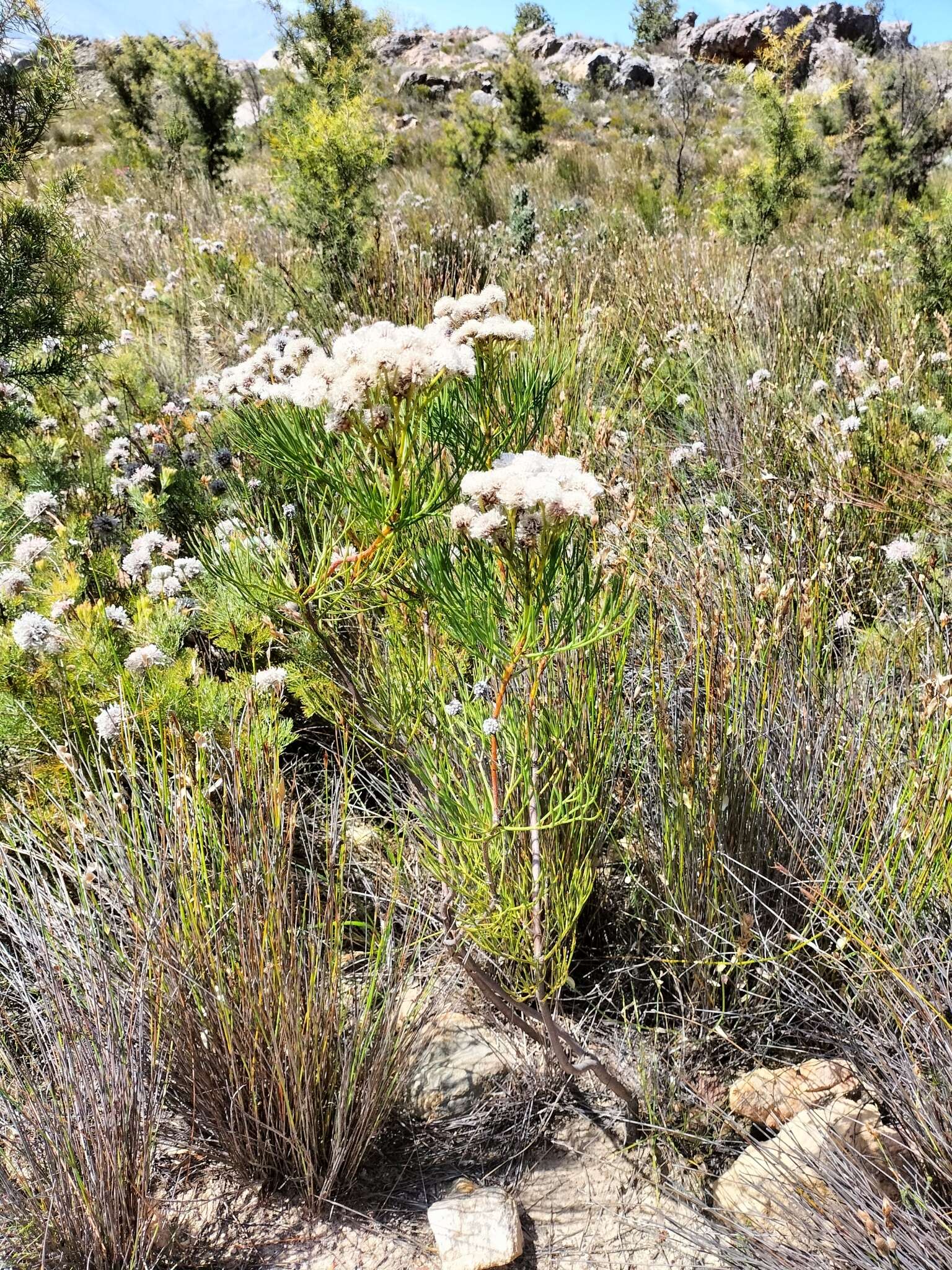 Image of Serruria triternata (Thunb.) R. Br.