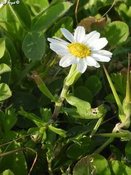 Image of Anthemis leucanthemifolia Boiss. & Blanche