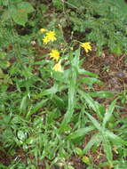 Image of threetooth hawkweed