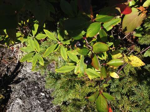 Image of Chokeberries