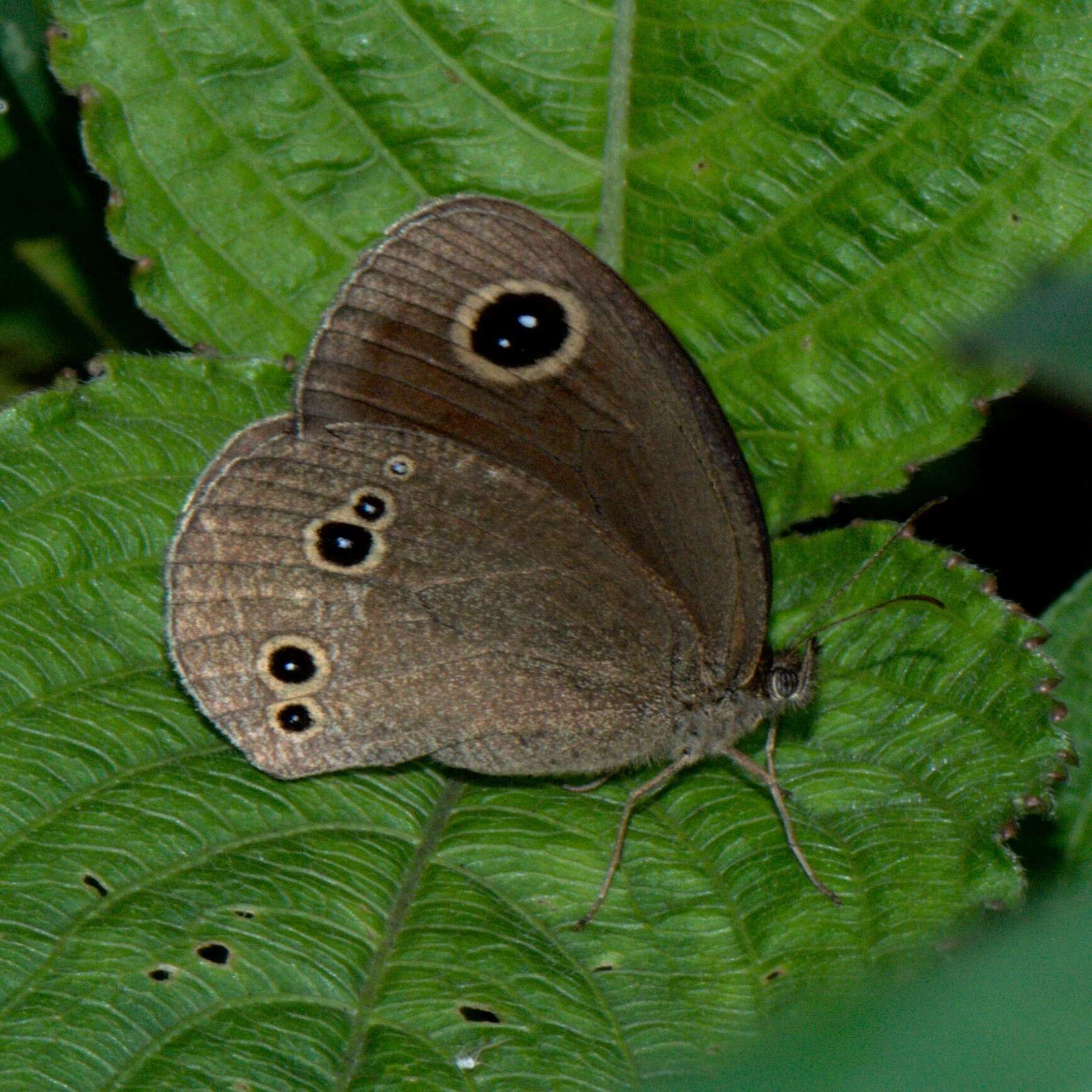 Image of Callerebia nirmala Moore 1865