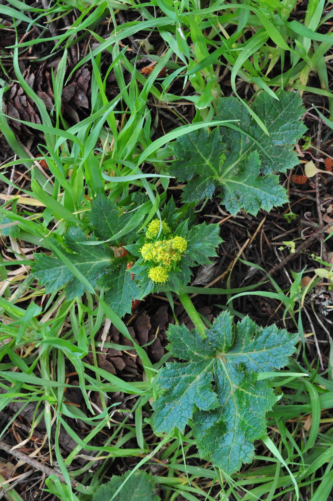 Image of Pacific blacksnakeroot