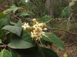 Image of Clerodendrum tomentosum (Vent.) R. Br.