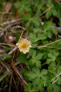 Image of American globeflower