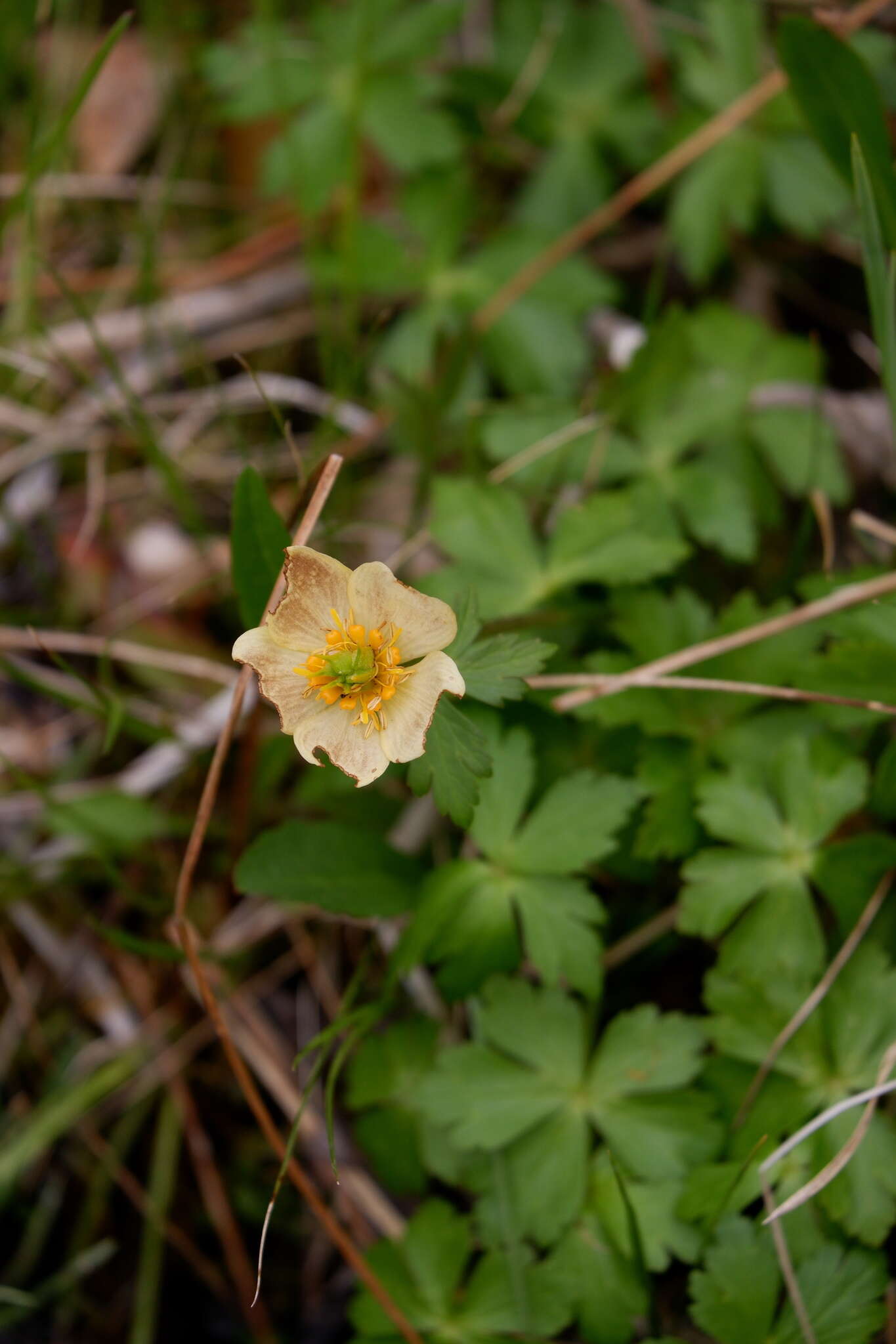 Image of American globeflower