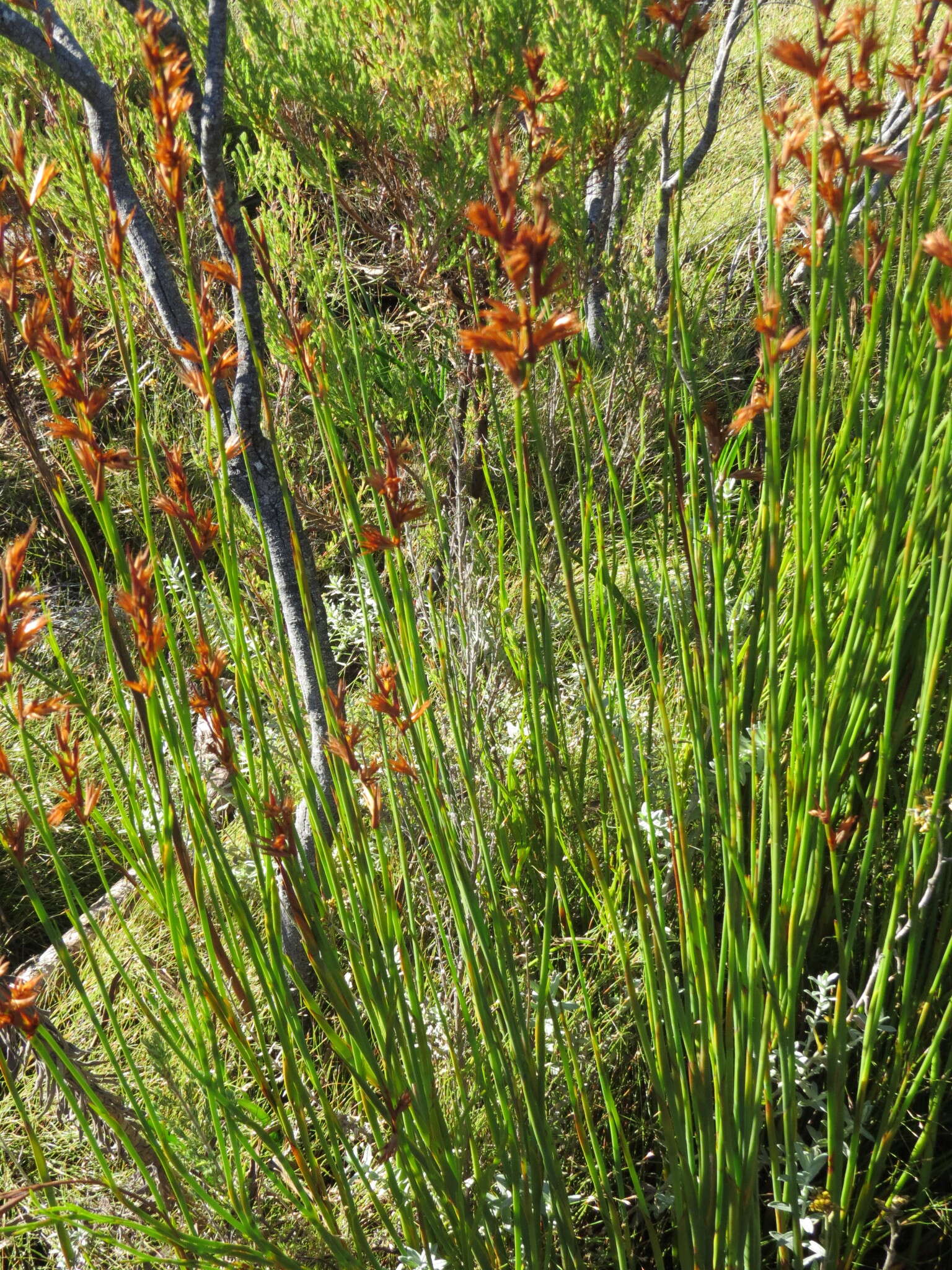 Image of Platycaulos major (Mast.) H. P. Linder