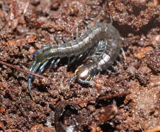 Image of Cormocephalus esulcatus Pocock 1901