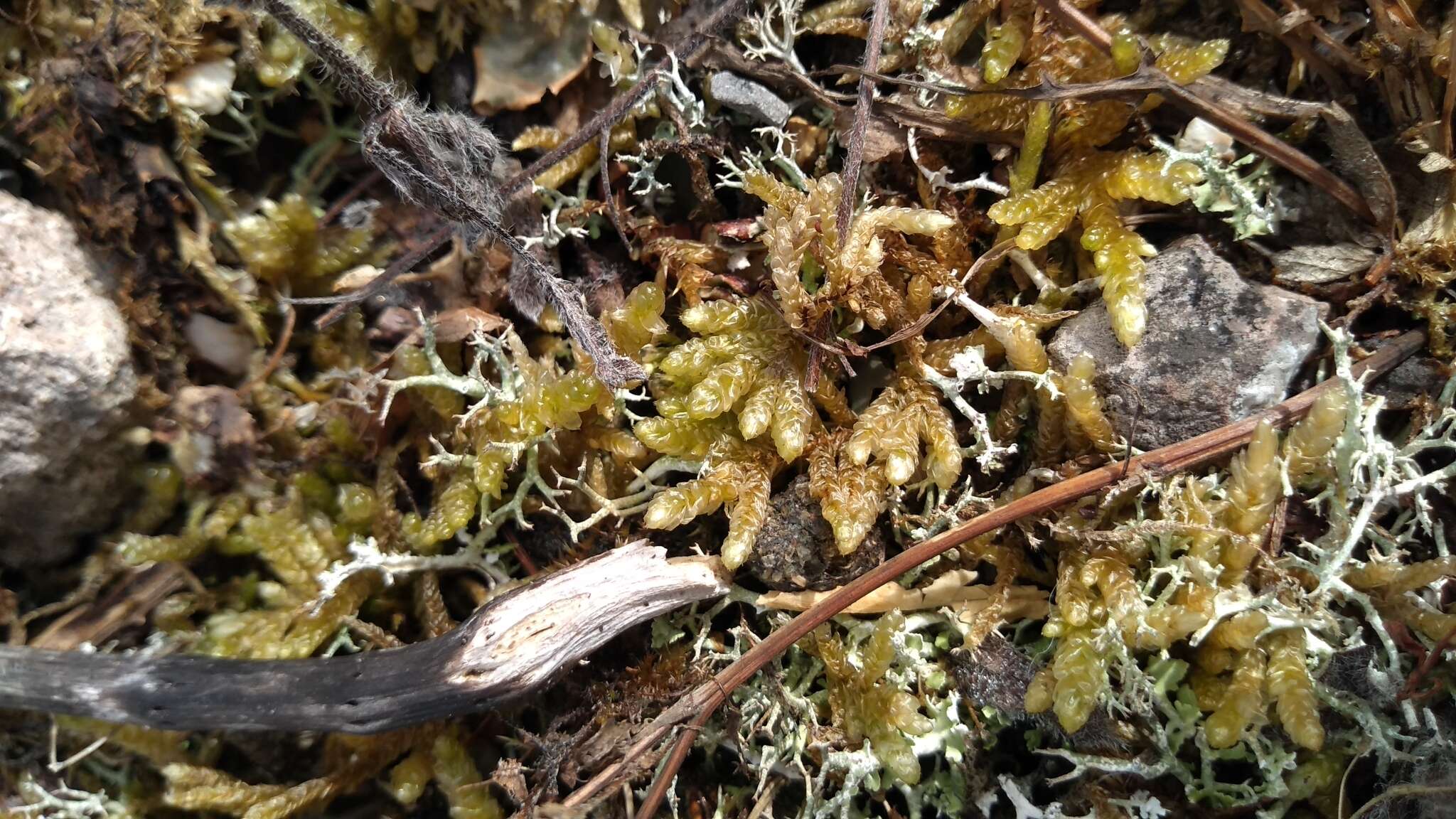 Image of pseudoscleropodium moss