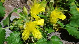 Image of yellow stingbush