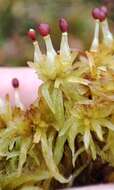 Image of Brown-stemmed Bog Moss