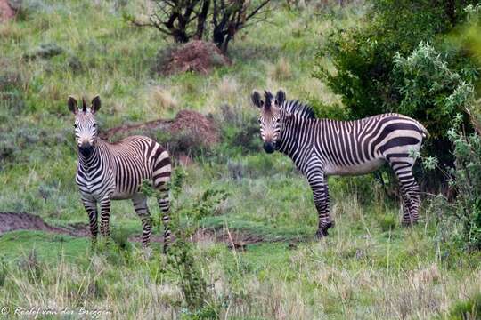 Image of Equus zebra Linnaeus 1758