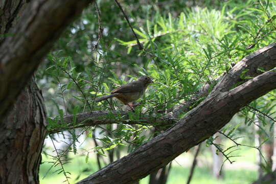 Image of Canyon Towhee