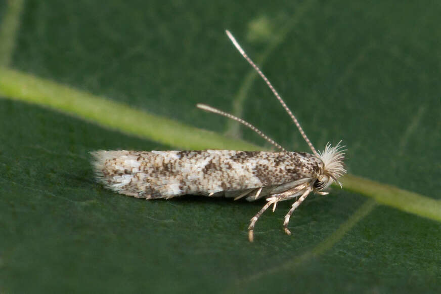 صورة Phyllonorycter populifoliella (Treitschke 1833)