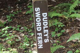 Image of Dudley's swordfern