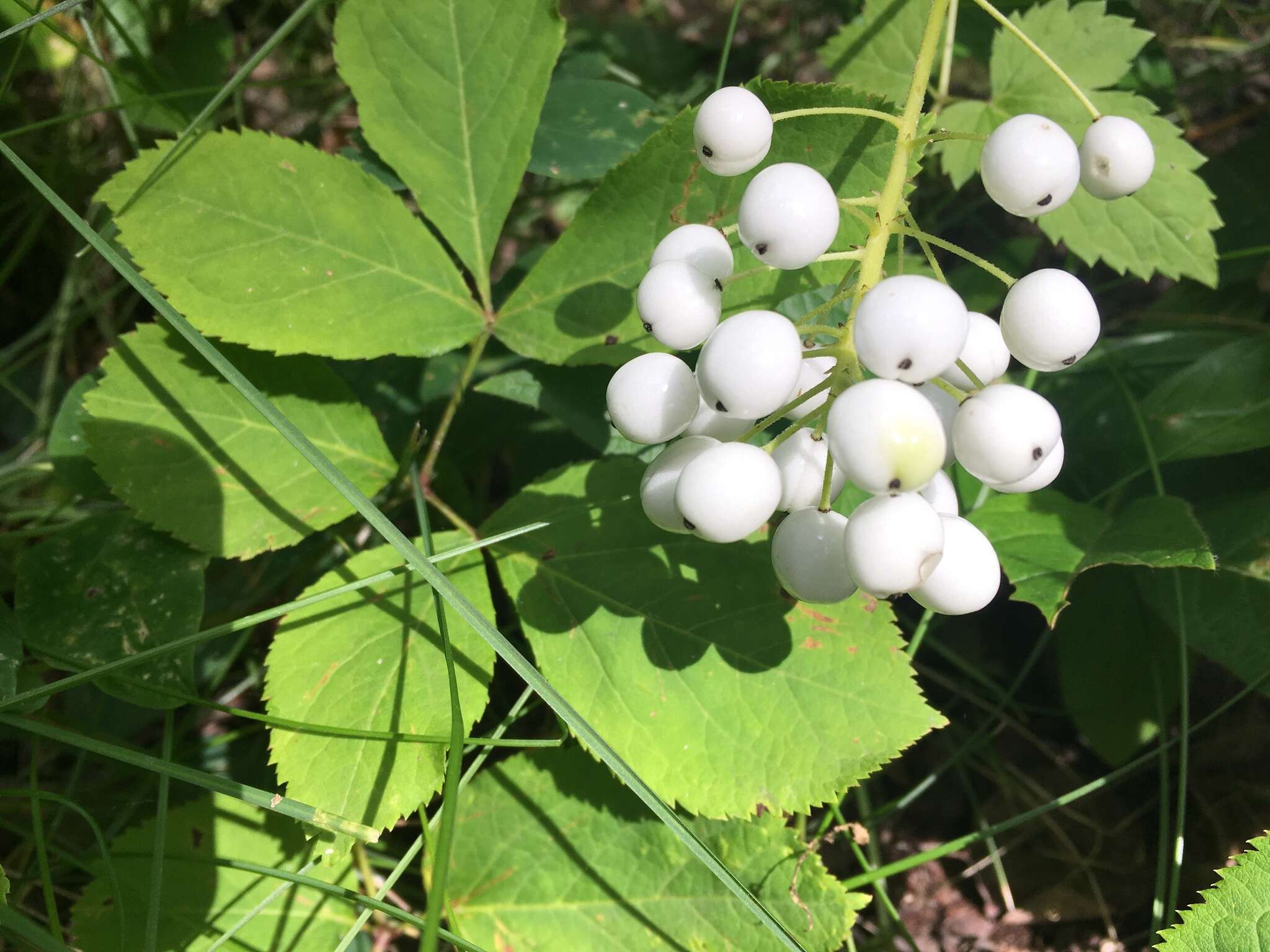 Imagem de Actaea rubra subsp. rubra