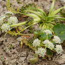 Schulzia albiflora (H. Karst. & L. A. Kirchn.) Popov resmi