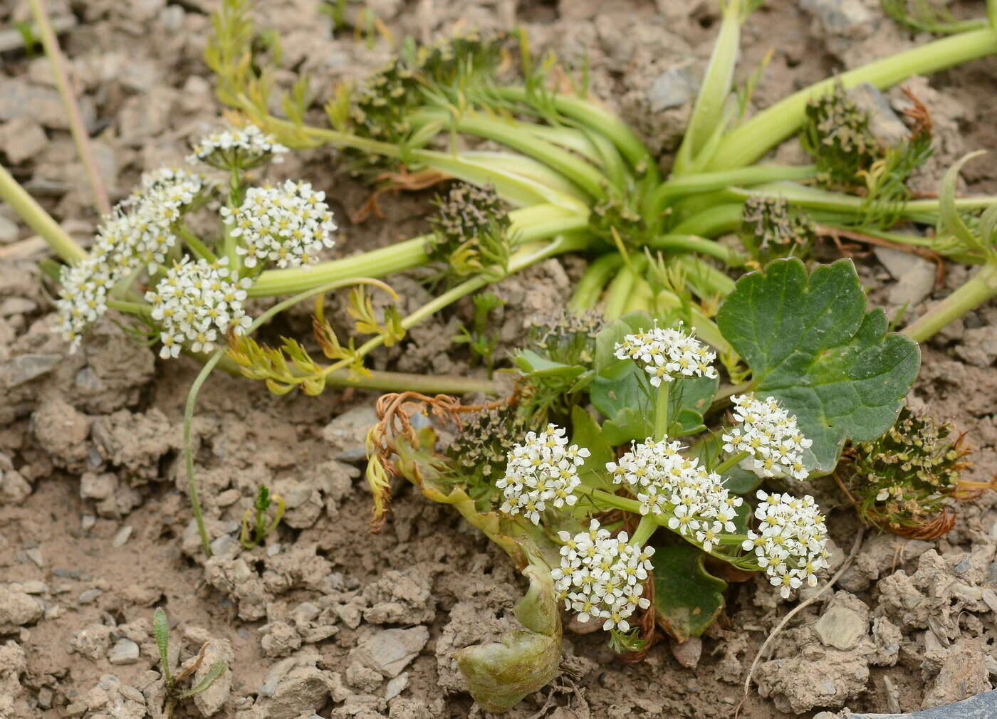 Imagem de Schulzia albiflora (H. Karst. & L. A. Kirchn.) Popov