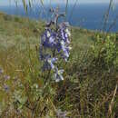 Plancia ëd Delphinium variegatum subsp. thornei Munz