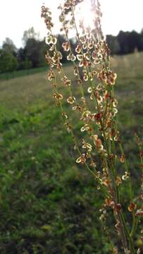 Image of Common Sorrel