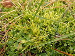 Image of lawn moss