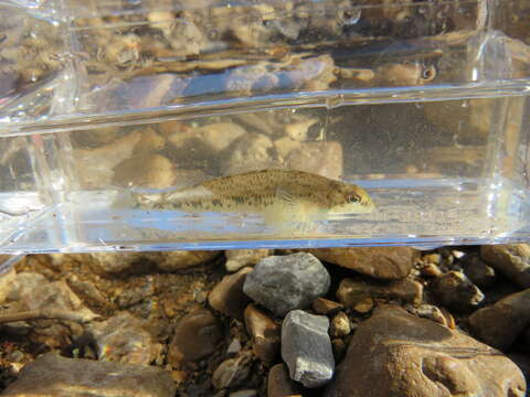 Image of Spangled darter