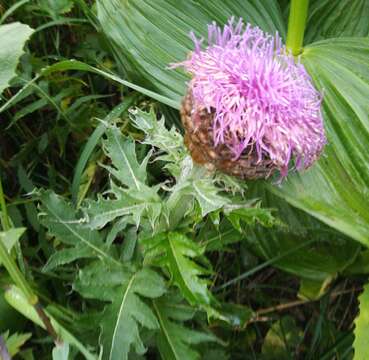 Image of Rhaponticum carthamoides subsp. carthamoides