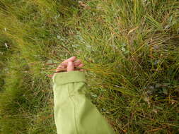 Image of Holm's reedgrass