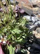 Image of Papaver radicatum subsp. kluanense