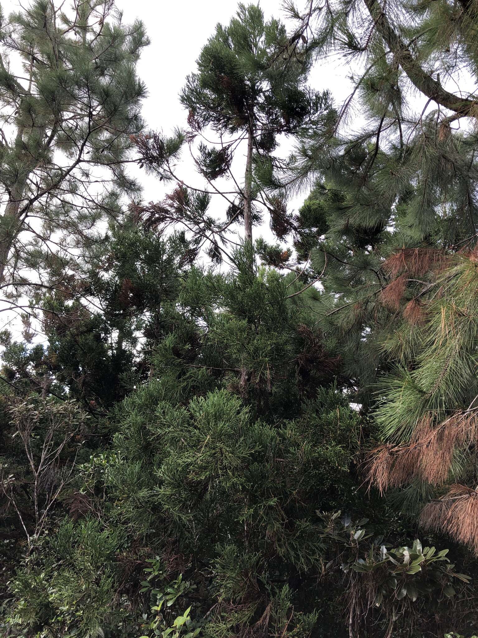 Image of Chinese Red Pine