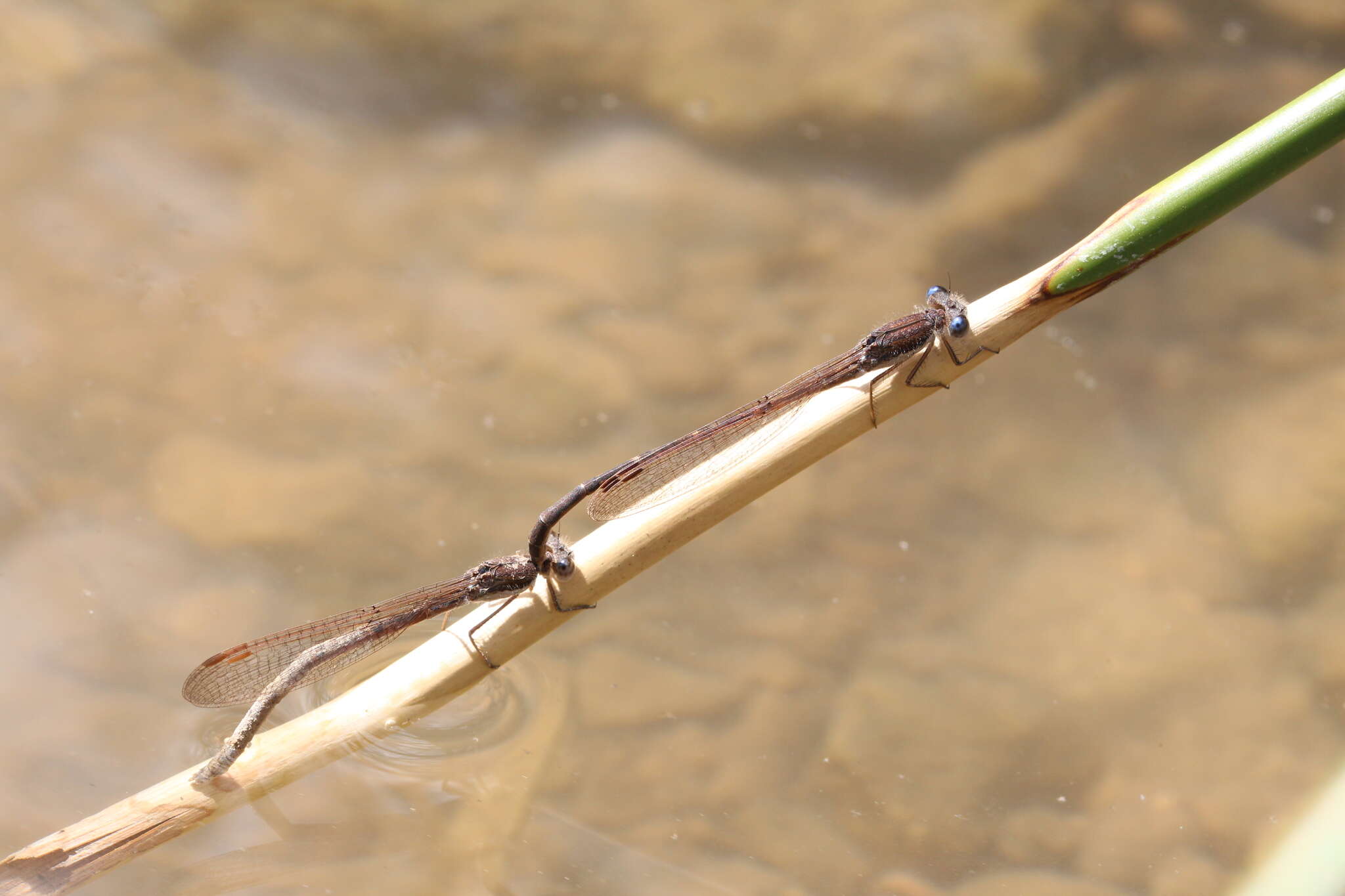 Image of Common Winter Damsel