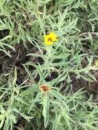 Image of lemonyellow false goldenaster