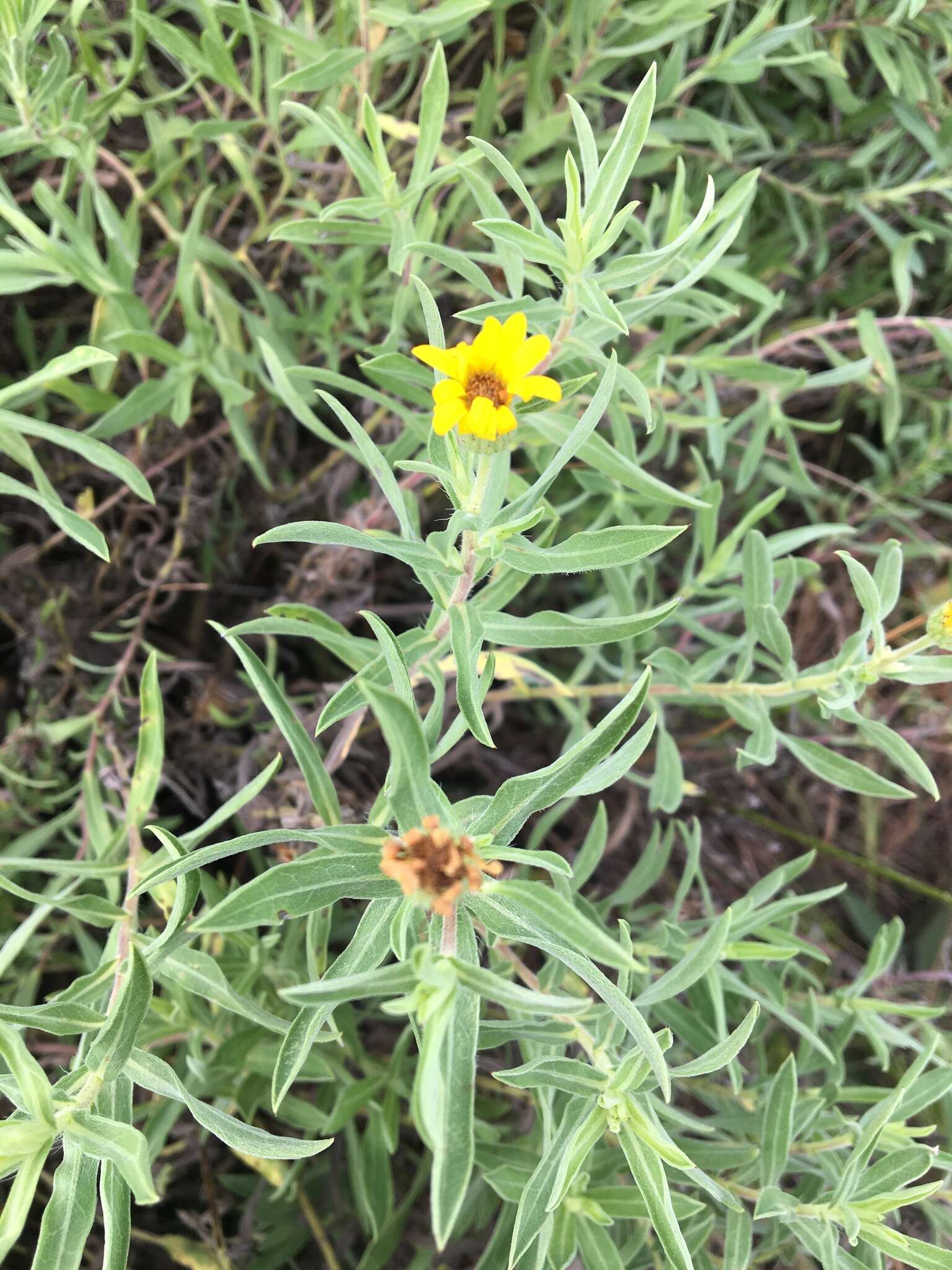 Image of lemonyellow false goldenaster