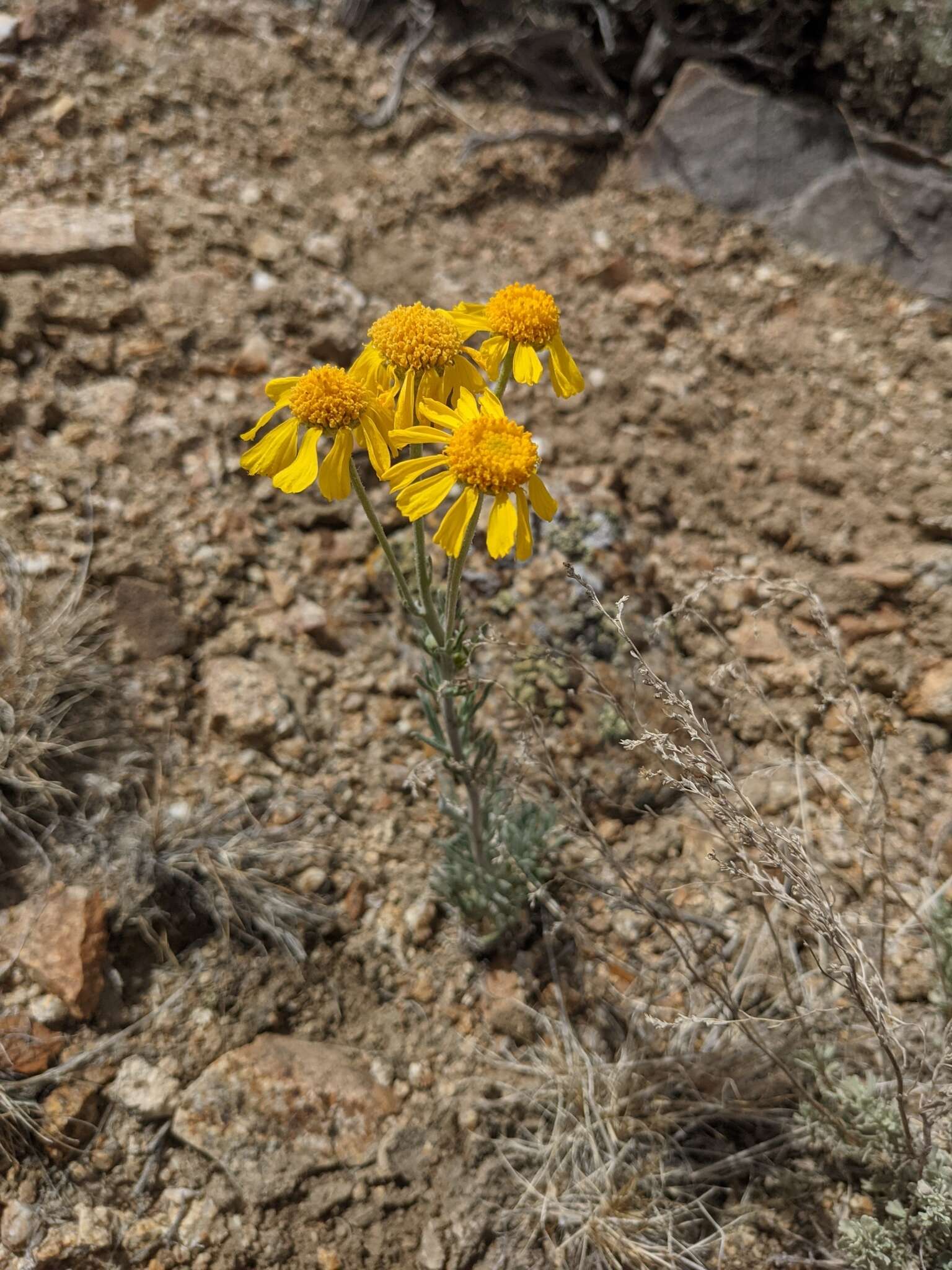 Image of Cooper's rubberweed