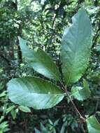 Слика од Photinia beauverdiana C. K. Schneid.