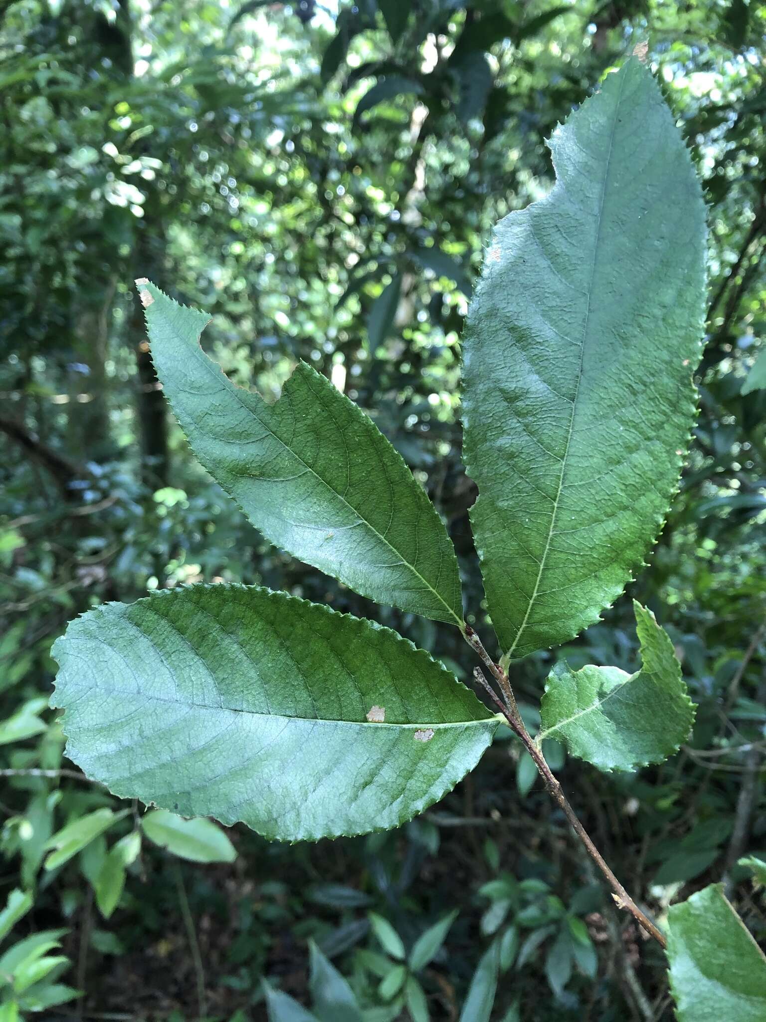 Imagem de Photinia beauverdiana C. K. Schneid.