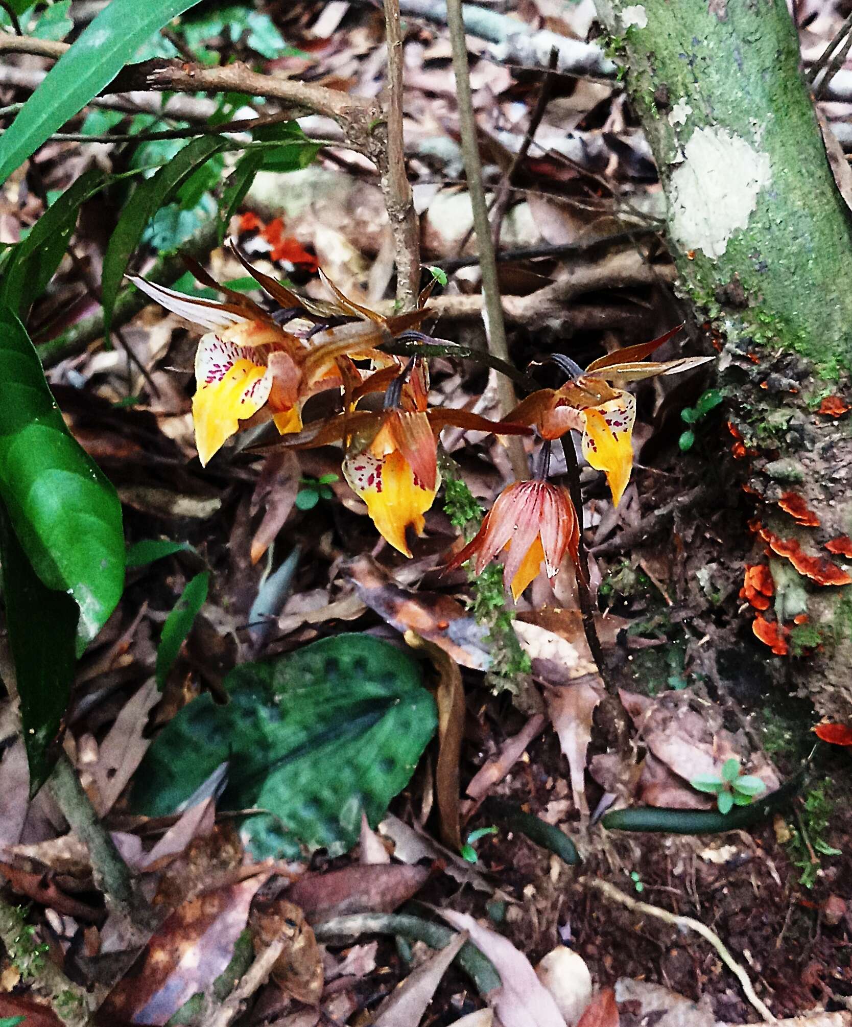 Imagem de Tainia cordifolia Hook. fil.