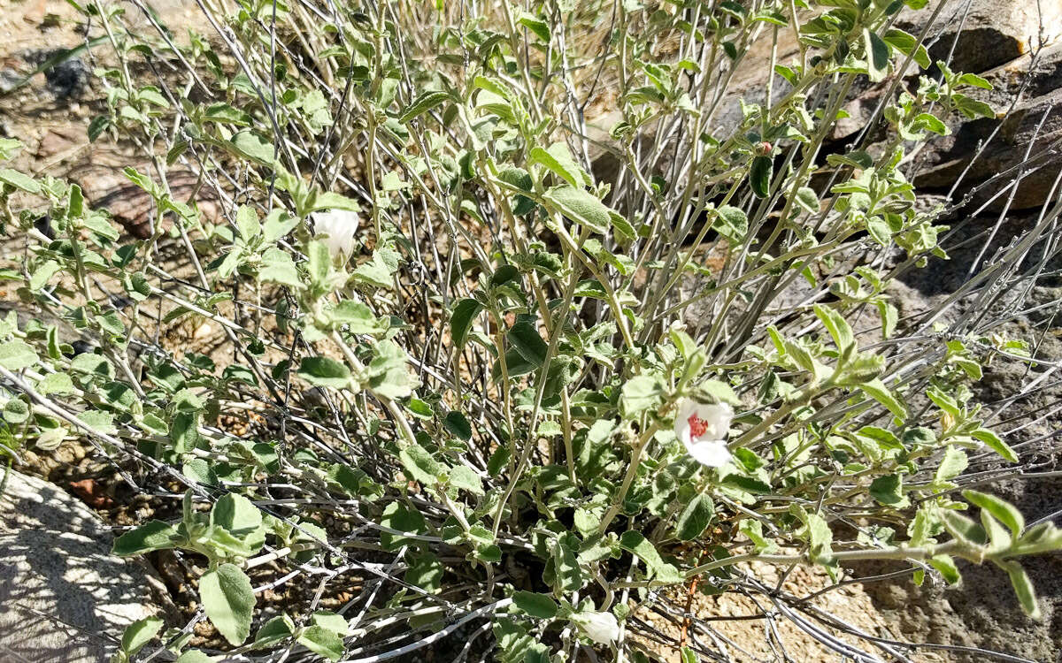 Imagem de Hibiscus denudatus Benth.