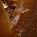 Image of pygmy shrimp