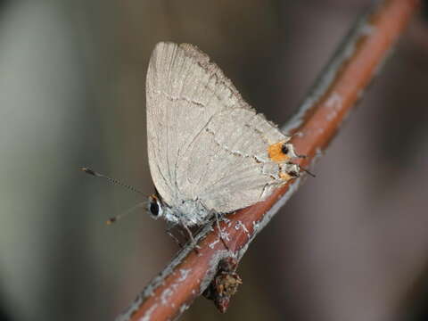 Image of Gray Hairstreak