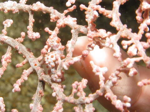 Image of Bargibant's Seahorse