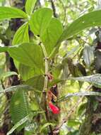 Image of Glossoloma pycnosuzygium (Donn. Sm.) J. L. Clark