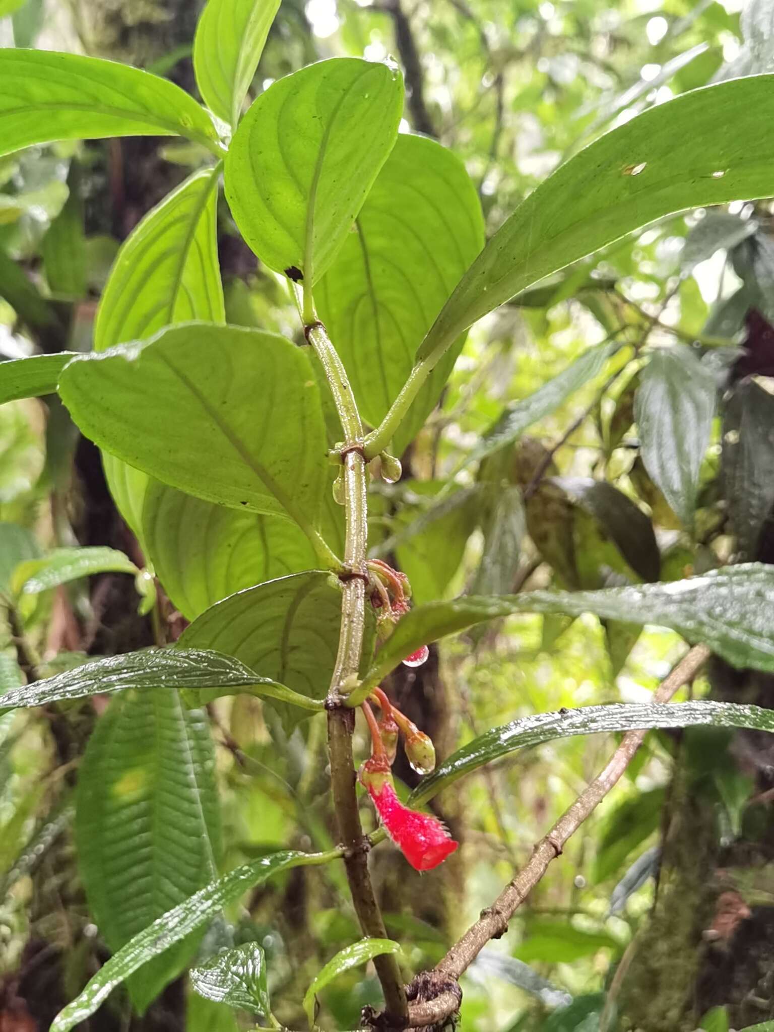 Image of Glossoloma pycnosuzygium (Donn. Sm.) J. L. Clark