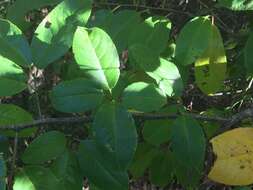 Image of Alabama cherry