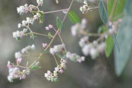 Euphorbia segoviensis Boiss. resmi