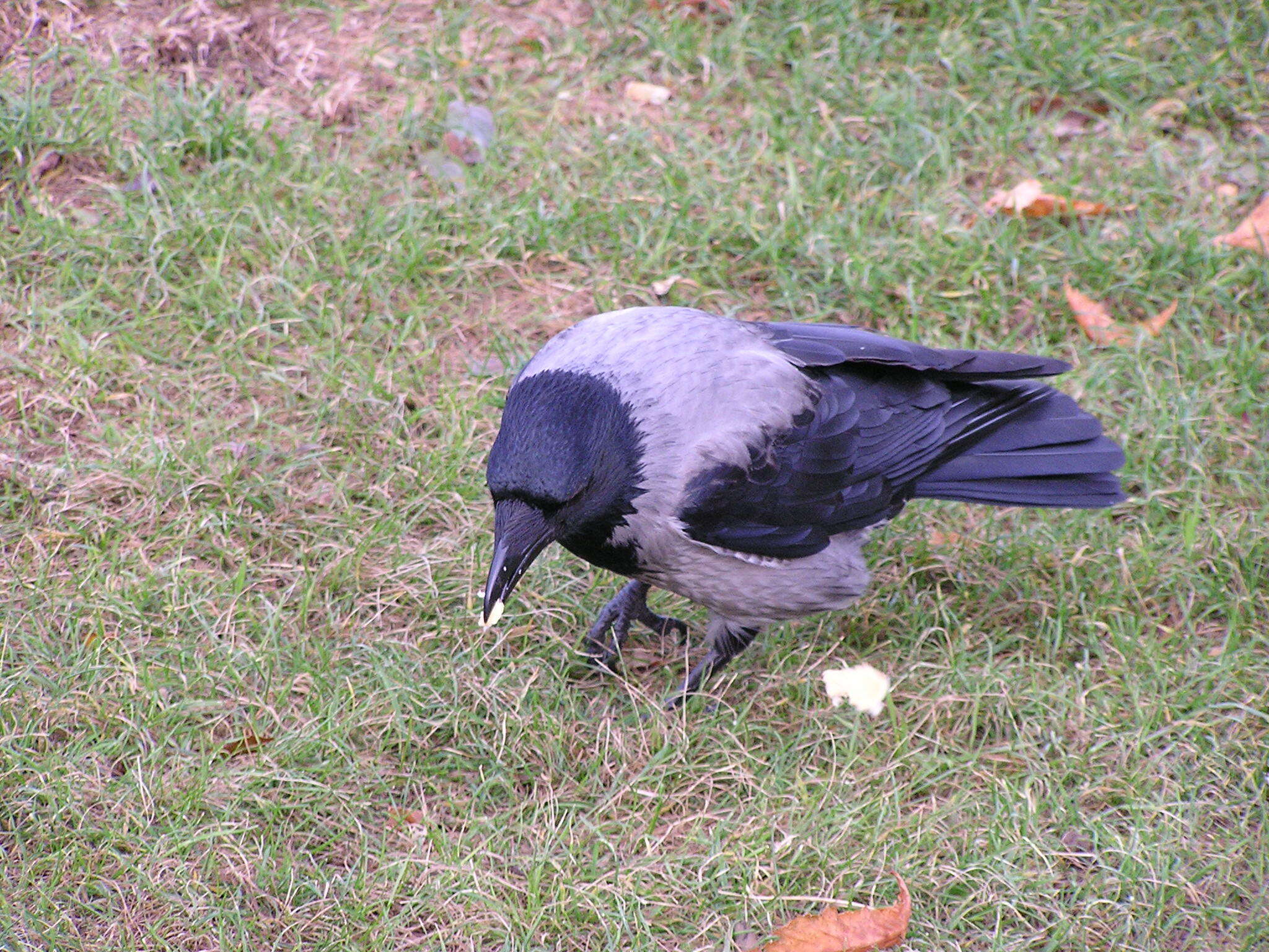 Imagem de Corvus cornix cornix Linnaeus 1758