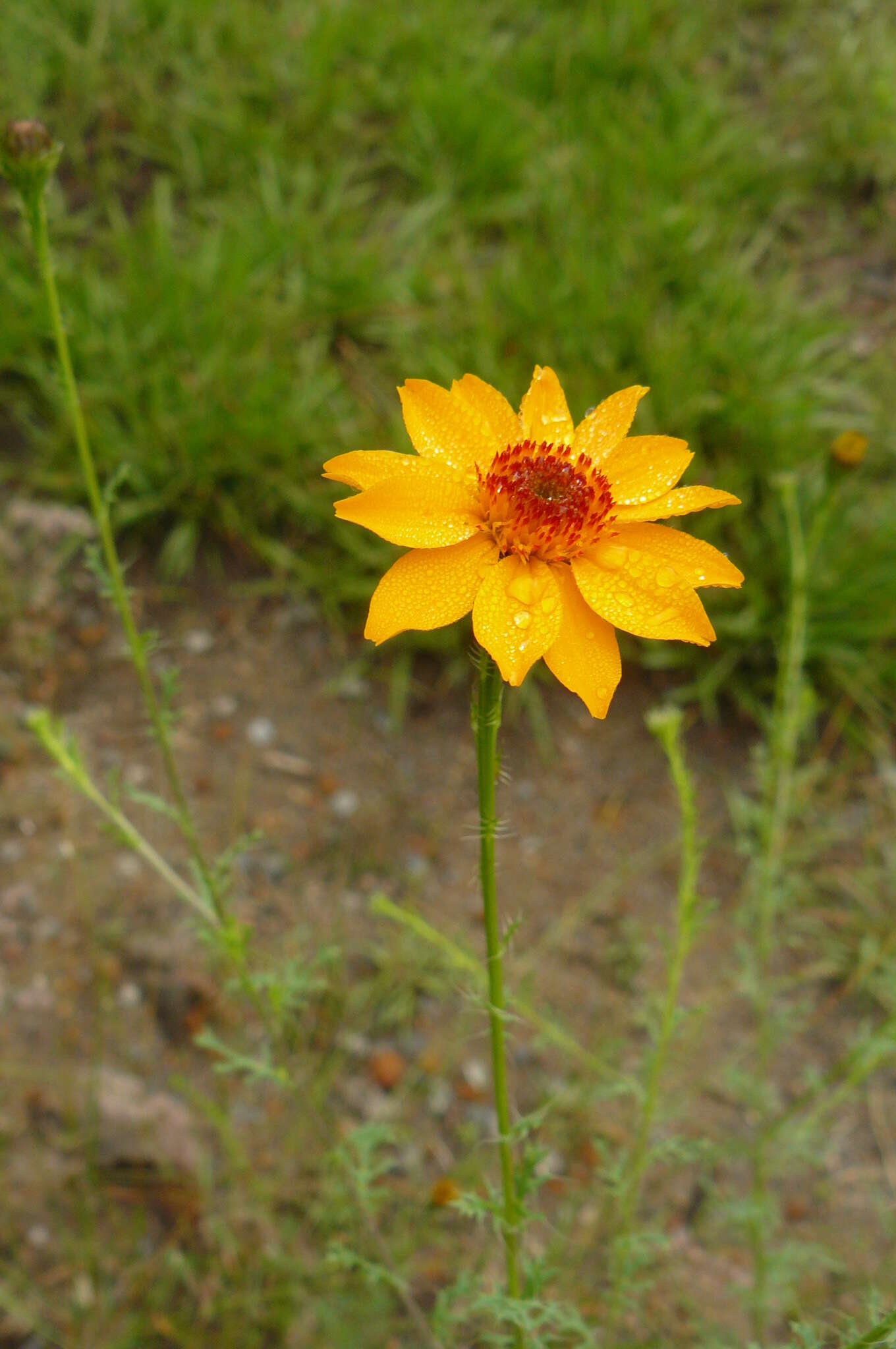 Image of Adenophyllum cancellatum (Cass.) Kuntze