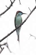 Image of Blue-throated Bee-eater