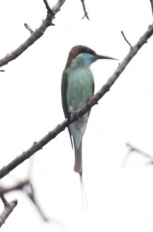 Image of Blue-throated Bee-eater