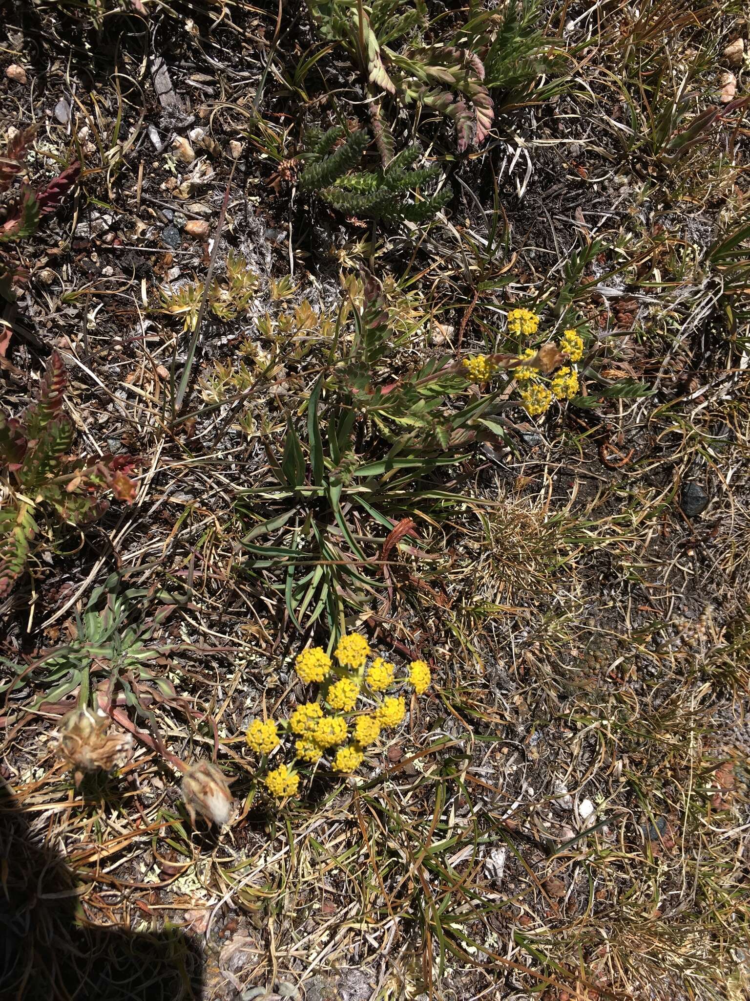 Bupleurum americanum Coult. & Rose resmi